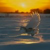 Snowy-Owl-BL-Sunset-Feb-01-2022-PP