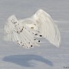 Snowy-Owl-Bandit-Dec-2018-1
