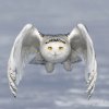 Snowy-Owl-Cam-Concept