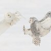 Snowy-Owl-Interaction-Feb-18-2023-R