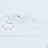 Snowy-Owl-White-Feb-07-2019-R