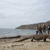 Komodo_Schandy_til_hyre_p_strand_med_varaner