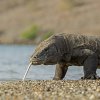 Komodovaran_i_strandkanten8