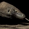 Komodovaran_i_svart2