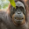 Orangutang_smiler