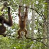 Orangutanger_opplring_i_treklatring2