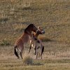 Przewalski_hest_B7A2780