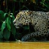 Jaguar_nrbilde