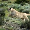 Puma_sprang