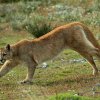 Puma_sprang2