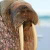 Hvalross_portrett_2