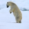 Isbjrn_pa_to_3