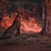 Leopard_Laikipia_B7A3627
