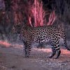 Leopard_Laikipia_B7A3767