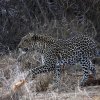 Leopard_Laikipia_B7A9304