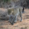 Leopard_Laikipia_B7A9733