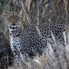 Leopard_Laikipia_B7A9933