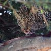 Leopard_i_tre_B7A8227