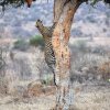 Leopard_i_tre_Laikipia_B7A4439_hykant
