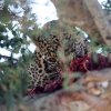 Leopard_spiser_B7A7855