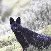 Svart_serval_foto_Alex_Ley_ALF7269_ret33