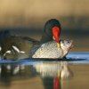 fishing_moorhen-